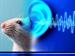 موفقیت دانشمندان در معکوس کردن کاهش شنوایی در موش